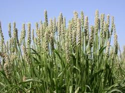 Ispaghula، Sand plantain، اسپرزه، اسبرزه، اسفیدش، اسفیوس، اسپغل، اسپغول، سفیدخوش، شکم پاره، قارنی یا